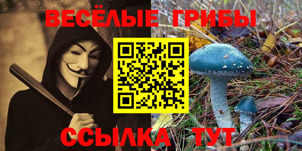 Псилоцибиновые грибы Psilocybine cubensis Моздок